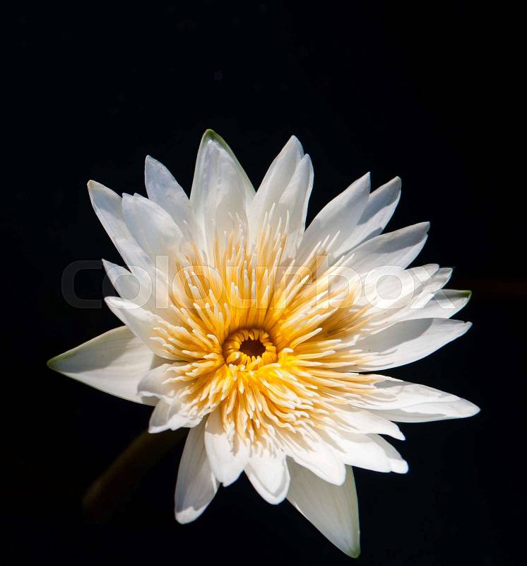 Lotus flower in warm water, stock photo