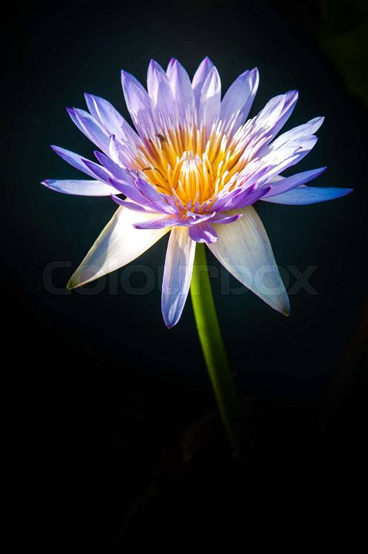 Lotus flower in warm water, stock photo