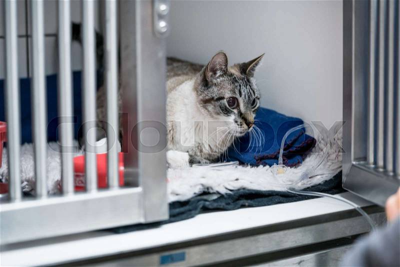 Cat in cage of ICU in veterinarian animal clinic on the drip in cage, stock photo