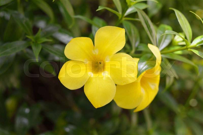 Tropical flowers photo for your botany projects or tropical publications, stock photo