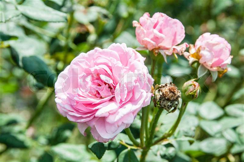 Natural flower background. Amazing nature view of flowers blooming in garden under sunlight at the middle of summer day. , stock photo