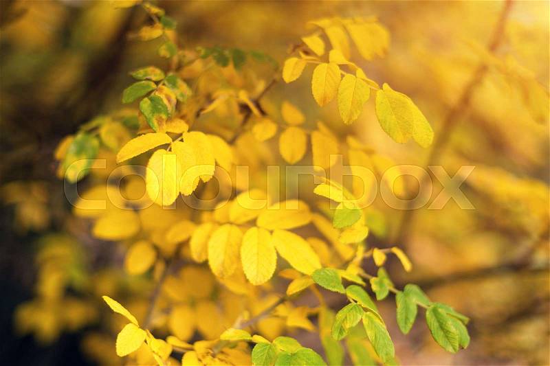 Autumn yellow leaves background in autumn park. Season change concept, nature welcoming autumn, stock photo