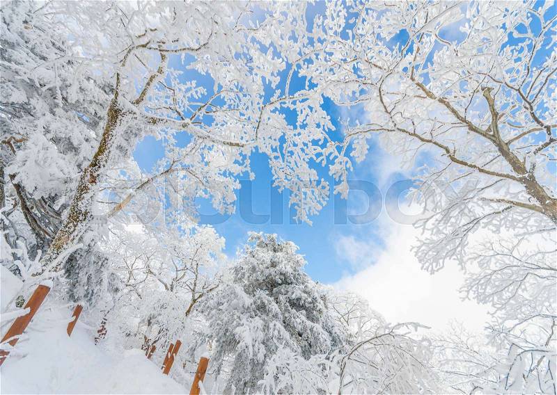 Winter landscape white snow of Mountain in Korea, stock photo