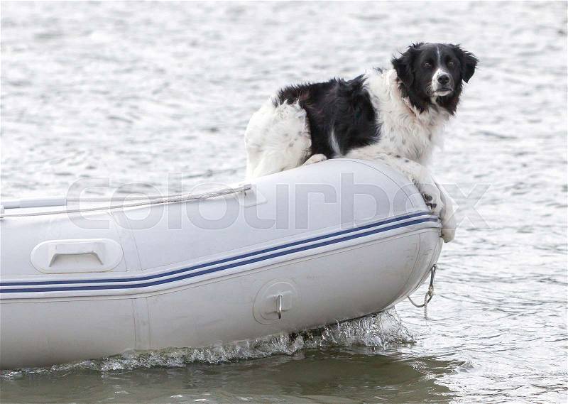 Dog on the bow of a small boat - Selective focus, stock photo