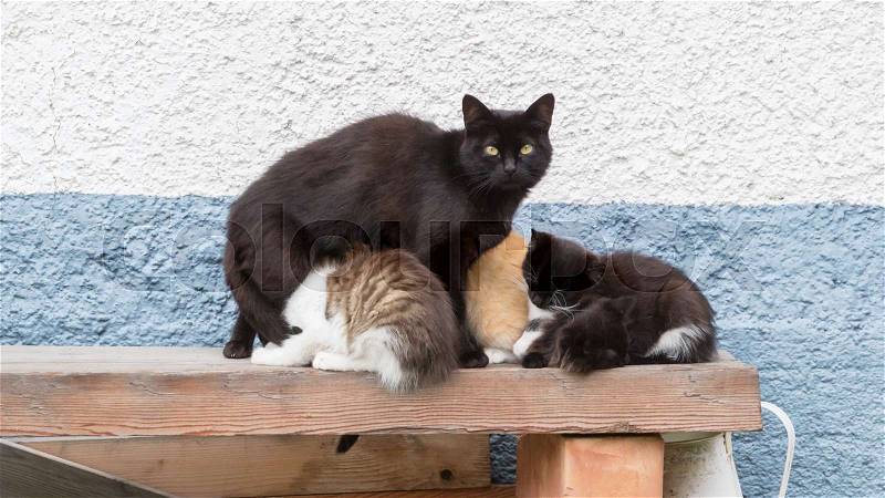 Cat family - cat and her many kittens, stock photo