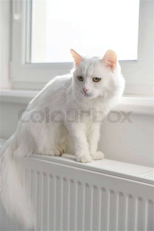 Beautiful white cat sitting on the radiator closeup, stock photo