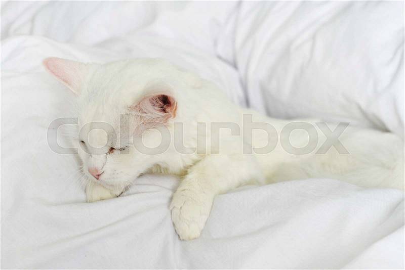 Pure white cat sleeping on bed with white bedding closeup, stock photo