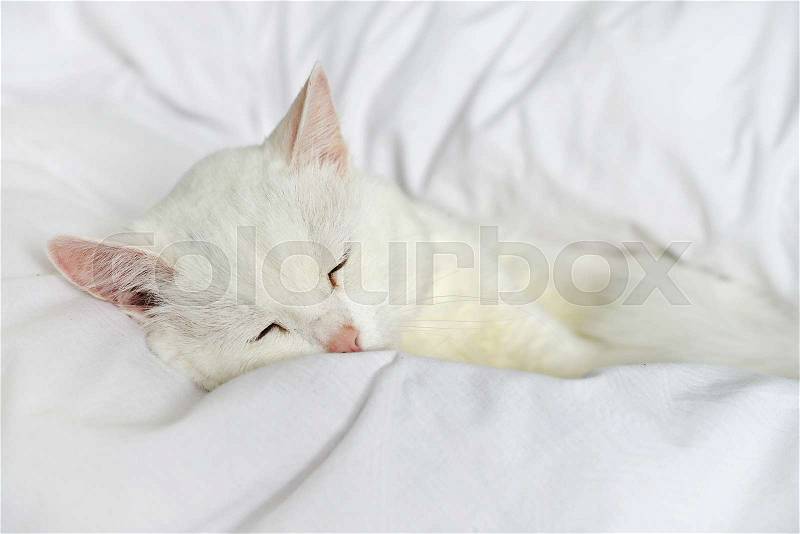 Pure white cat sleeping on bed with white bedding closeup, stock photo