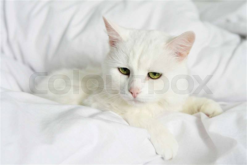 Pure white cat laying on bed with white bedding closeup, stock photo