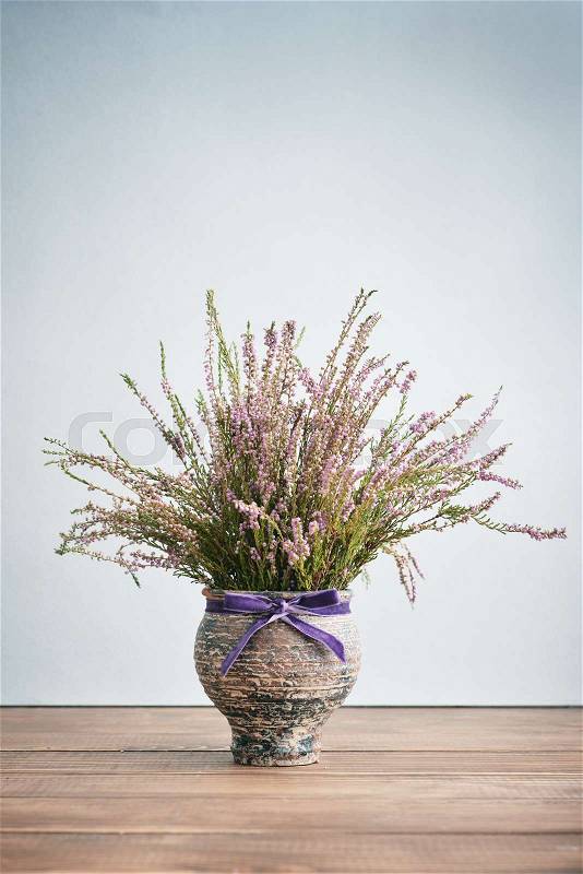 Calluna vulgaris (known as common heather, ling, or simply heather) in vase on blue background , stock photo