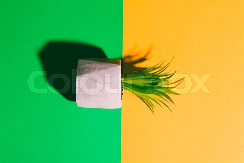 Fake plant in flowerpot on yellow and green background, stock photo