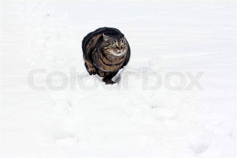 Stock image of \'cat, erforschung, winterfell\'