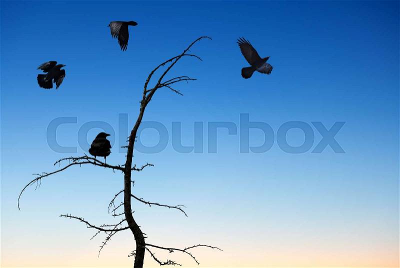 Halloween day with ravens flying over blue sky, stock photo
