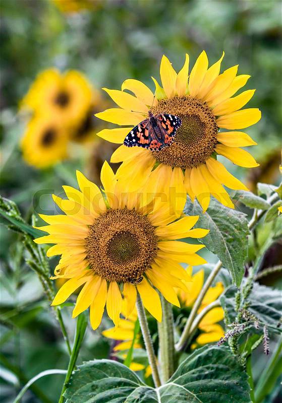 A painted lady butterfly visits sunflowers in a field in the Midwestern United States, stock photo