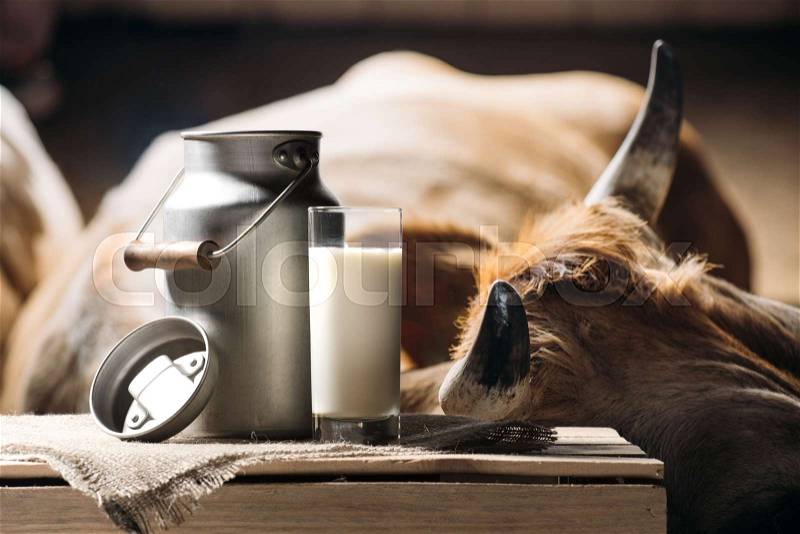 Cow and milk in glass cow and milk in glass, stock photo