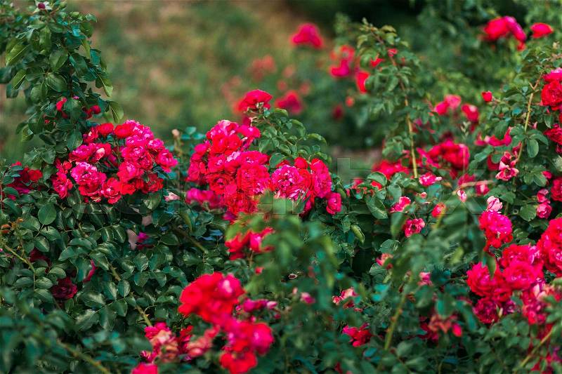 Red roses bushes. many small curvy red roses on bushes, stock photo