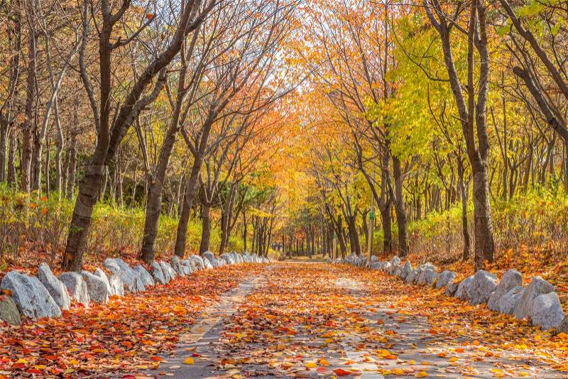 Autumn Korea Park In Seoul,South Korea, stock photo
