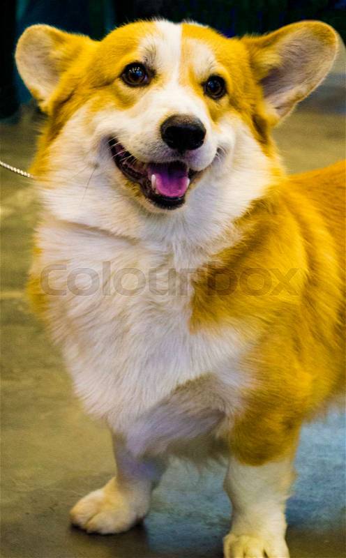Corgi dog. Velsh Corgi, stock photo