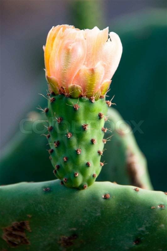 Yellow Prickly Pear Cactus Flower on large cactus plant on Lanzarote, Canary Islands, Spain, stock photo