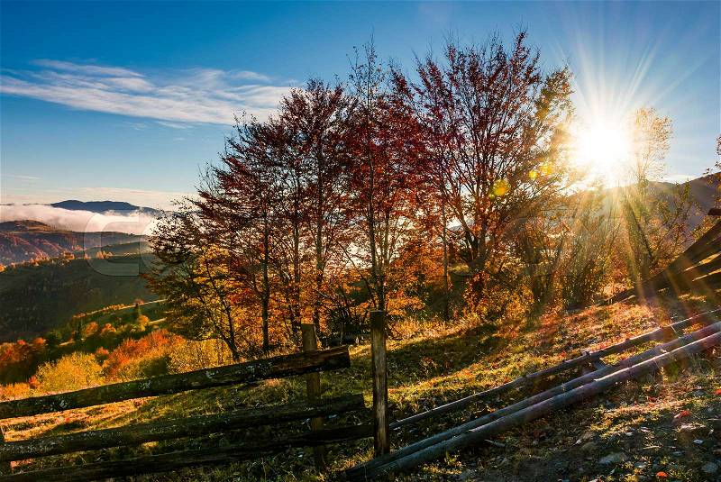 Red forest on hillside behind the fence at sunrise. gorgeous mountainous countryside landscape in autumn, stock photo