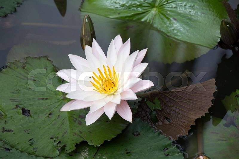 Pale pink colored lotus blooming in the pond, stock photo