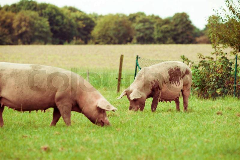 Pig farm. pigs in field. Healthy pig on meadow, stock photo