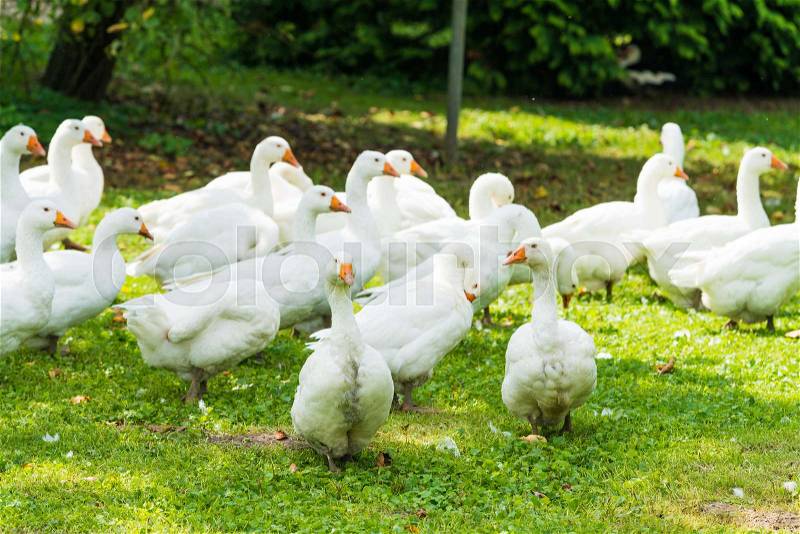 Goose farm. white geese. white domestic geese grazing in the meadow. Home goose, stock photo