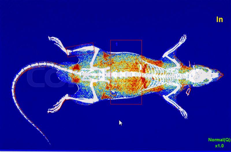 Digital image of animal x-ray software in monitor , stock photo