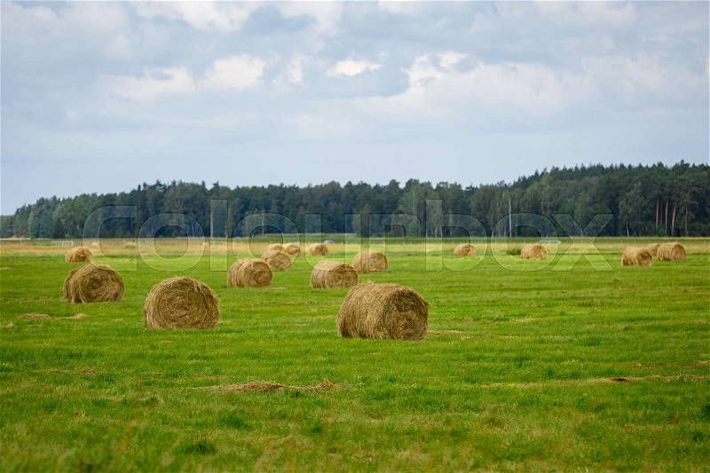 Green meadow with hay rolls and forrest on background. outdoor shot. latvia, stock photo