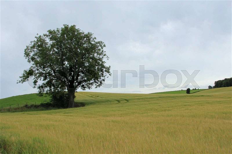 A tree between the growing grain at the hillock at the countryside in Stirling in Scotland in the summer, stock photo