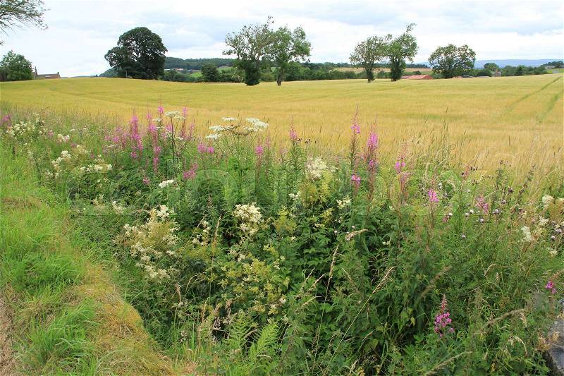 At the foreground a mix of wild blooming plants and trees between a land of growing cereals at the countryside in Stirling in Scotland in the summer, stock photo