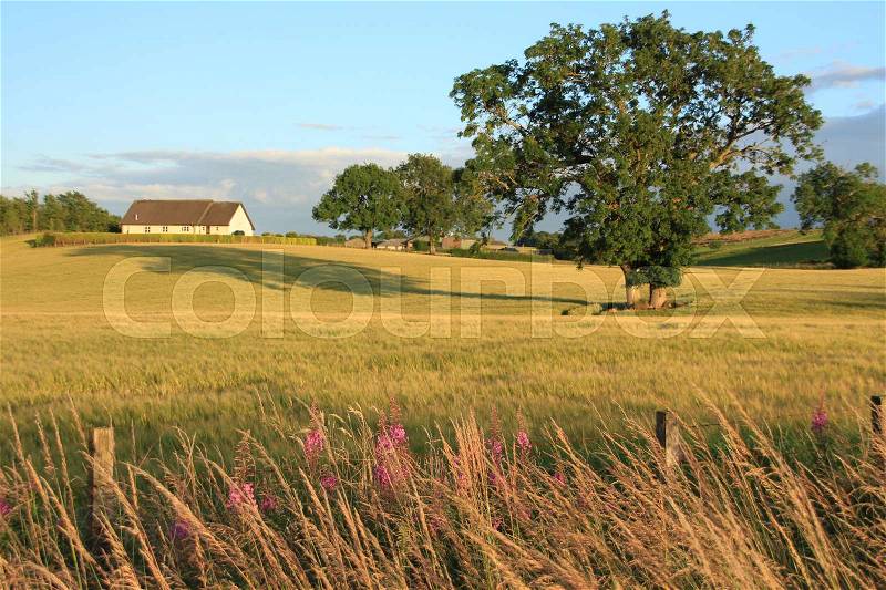 At the foreground blooming pink wild plants and trees between a land of growing cereals and in the distance at the hillock the farm at the countryside at sunset in Stirling in Scotland in the summer, stock photo