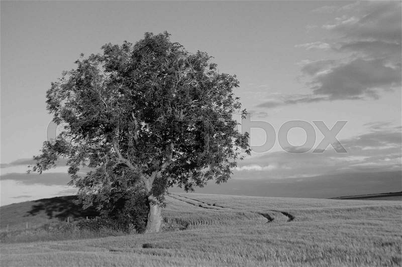 Sky with clouds, a tree between the growing grain at the hillock at the countryside at sunset in Stirling in Scotland in the summer in black and white, stock photo
