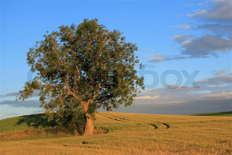 Blue sky with clouds, a tree between the growing grain at the hillock at the countryside at sunset in Stirling in Scotland in the summer, stock photo