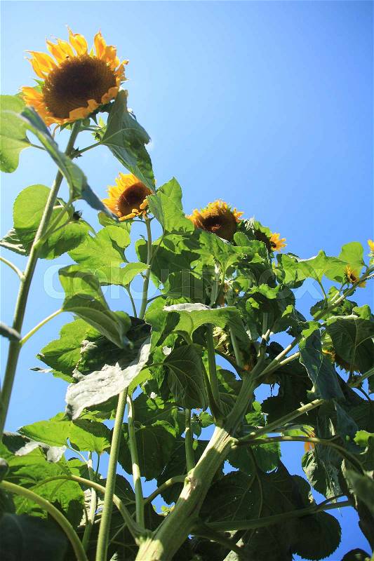 Blue sky, the trunk with many big leaves and blooming sunflowers in the garden in the village Abbenbroek in the summer, stock photo