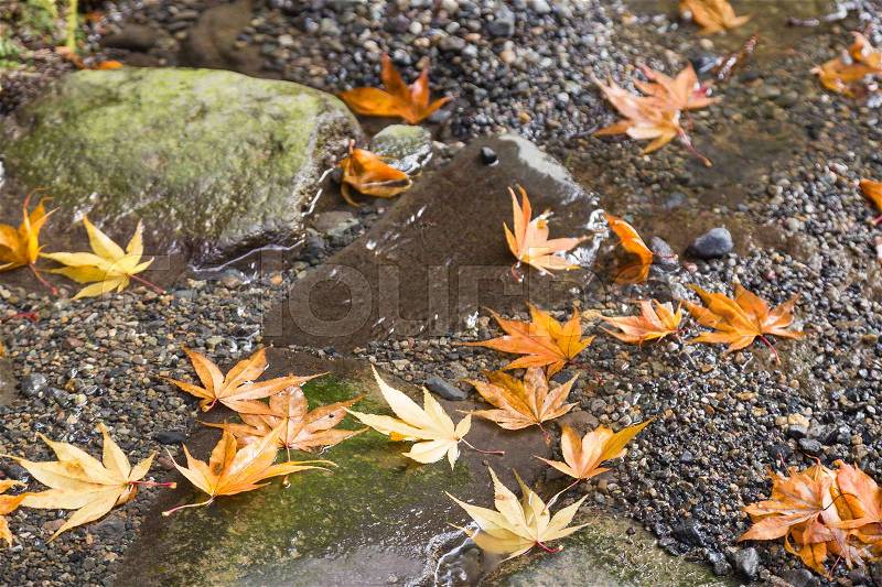 Autumn leaves change color Into the winter Leaves of trees begin to discolor and fall, stock photo