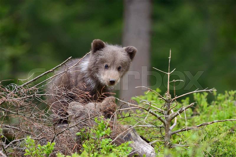 Wild brown bear cub close-up, stock photo