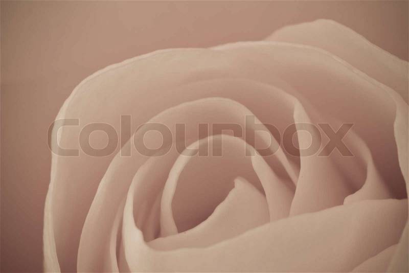 Close up of rose petals, stock photo