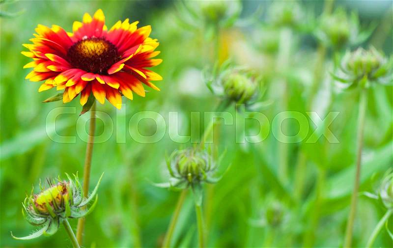 Gaillardia aristata, blanket flower, flowering plant in the sunflower family, stock photo