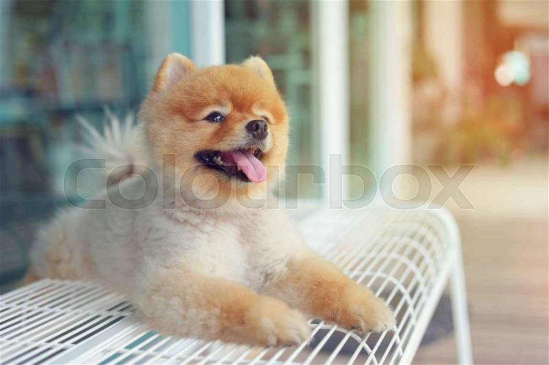 Cute pomeranian dog smiling, happy pet laying on chair waiting owner in cafe, stock photo