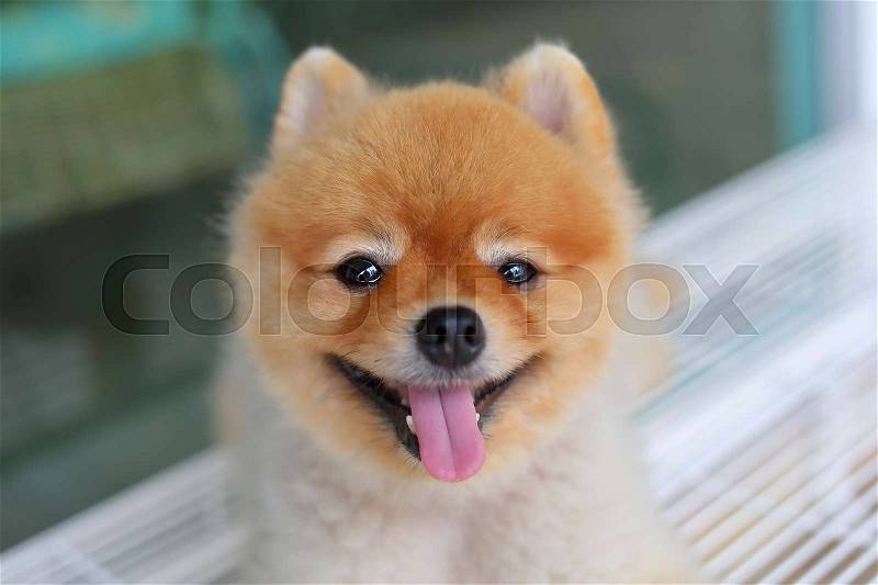Happy pomeranian dog smiling, small cute pet friendly, stock photo
