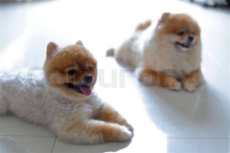 Group of pomeranian dog cute pets family happy in home, stock photo