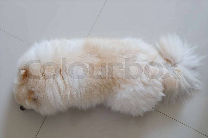 White pomeranian dog fluffy hair softness, pets grooming care hairstyle, stock photo