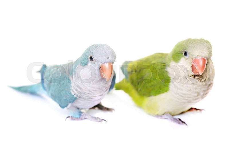 Monk parakeet in front of white background, stock photo