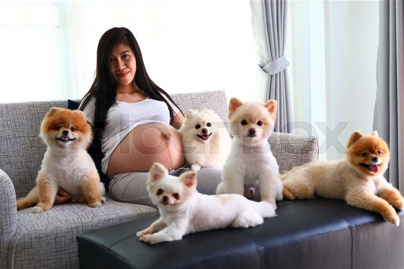 Woman pregnant 9 month and pomeranian dog cute pets sitting on sofa furniture in living room, image of family love home concept, stock photo