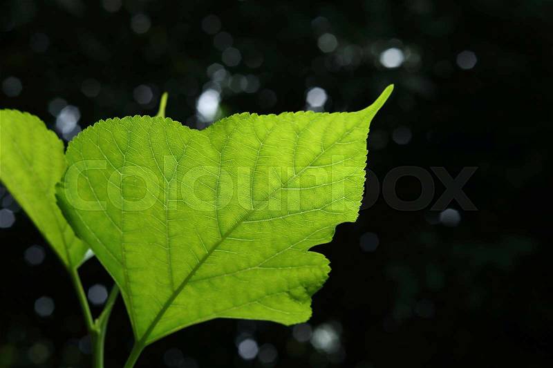 Green leaf cell nature texture, photosynthesize of plant in sunny day, stock photo