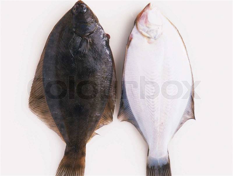Fresh sole fishes, stock photo