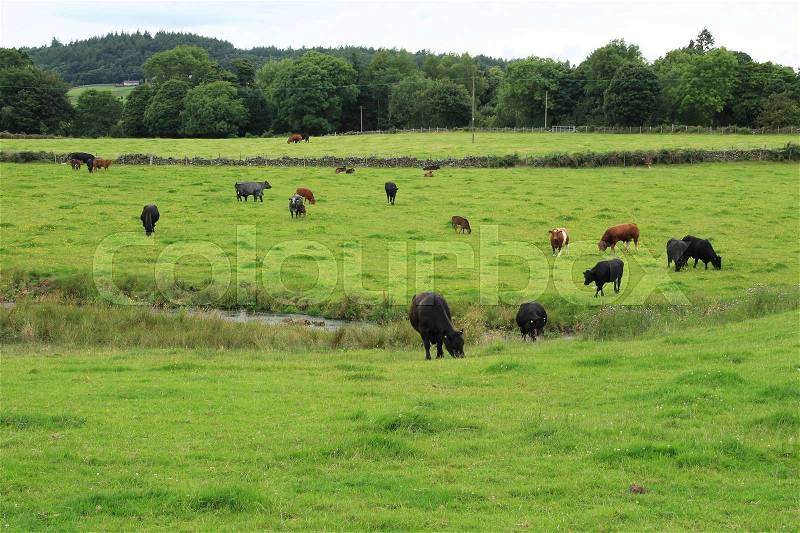 Black and brown cows are grazing in the pasture, one black cow is standing in the streamlet at the countryside in Stirling in Scotland in the summer, stock photo