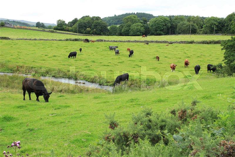 Black and brown cows are grazing in the pasture, one black cow is drinking out the streamlet at the countryside in Stirling in Scotland in the summer, stock photo