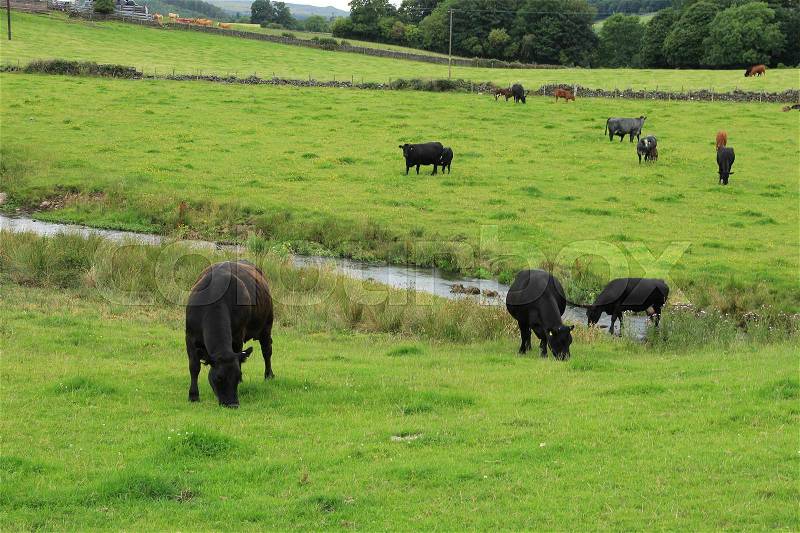 Black and brown cows are grazing in the pasture, one black cow is drinking out the streamlet at the countryside in Stirling in Scotland in the summer, stock photo